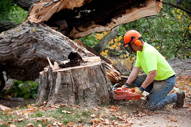 Best Stump Grinding and Removal  in Parkersburg, IA